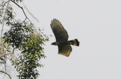 Blyth's Hawk-Eagle (Nisaetus alboniger)