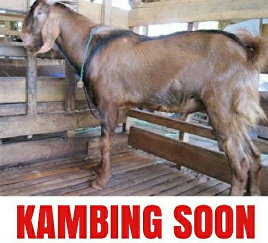 30+ Download Gambar Hewan Kurban Lucu