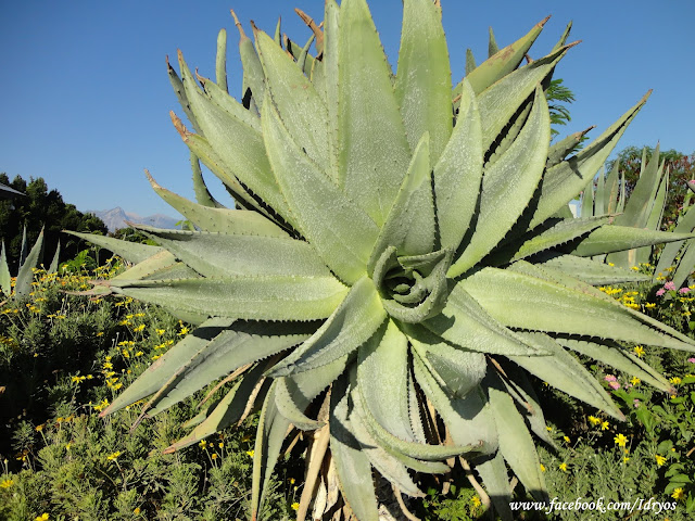 kaktus , cactus aleo vera kaktus çeşitleri 