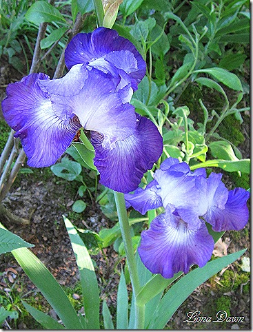 Iris_Diamond_Lake_May19