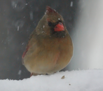 Cardinal