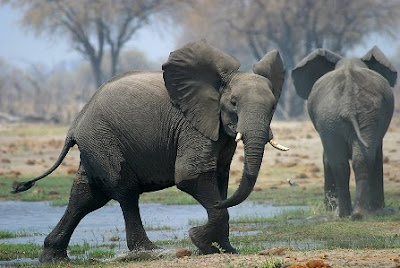 Los elefantes africanos