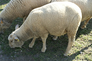 Mouton domestique - Ovis aries aries