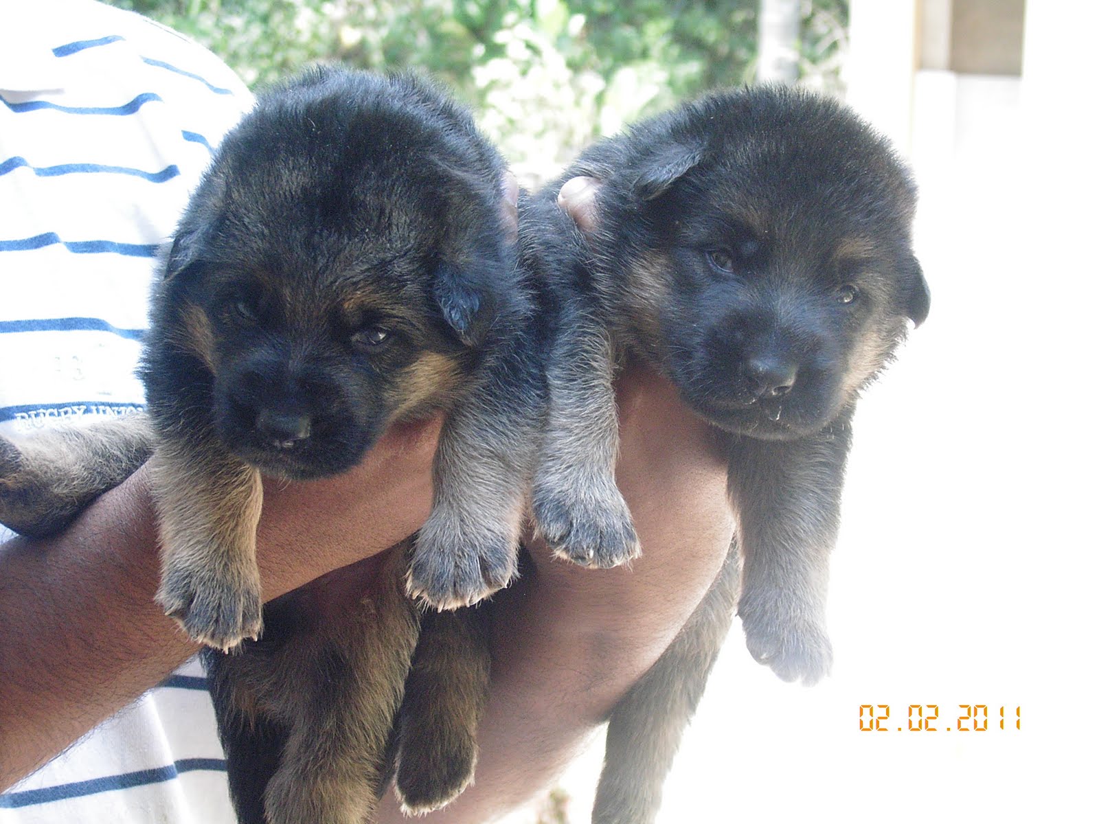 Buy German Shepherd Puppies: German Shepherd Puppies for ...