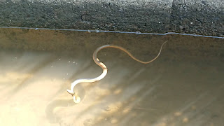 【20190807】ヘビの用水路流れ