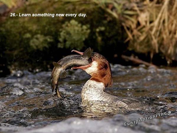 Learn something new everyday.