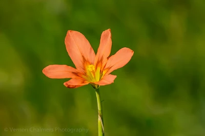 Wild flower in the Table Bay Nature Reserve