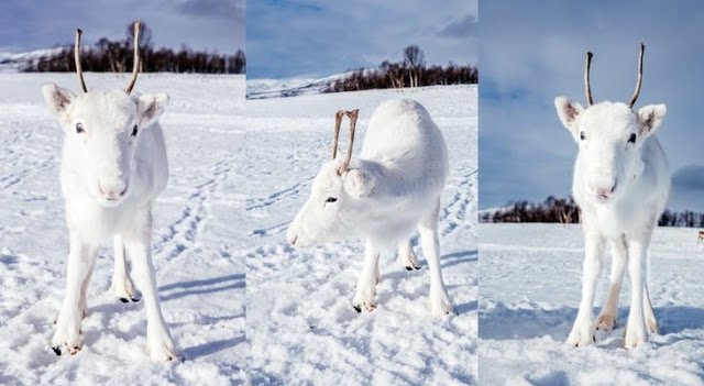 Extremely rare white baby reindeer almost disappears into the snowy background