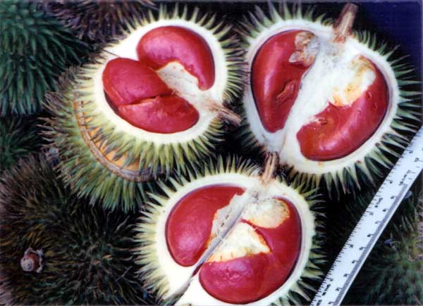 Durian Yang Berwarna Merah Dan Berbentuk Jantung