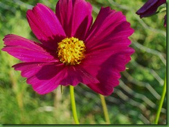 cosmos