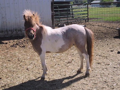 Red roan tobiano pinto miniature mare