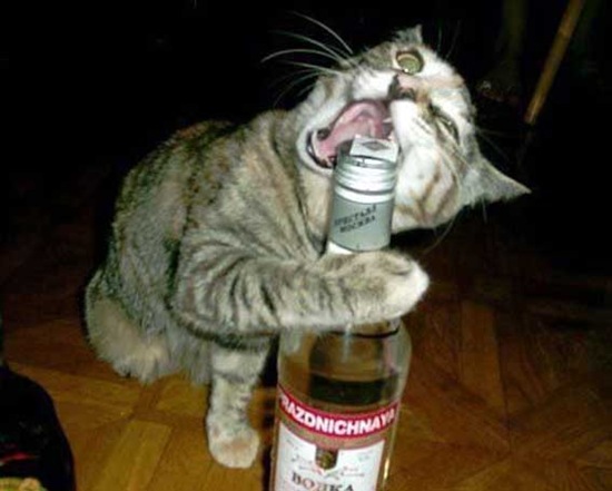 Can-cat-drink-alcohol-01