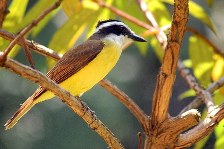 Tyran quiquivi - Les 7 oiseaux emblématiques du Brésil