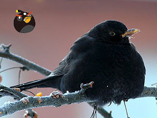 Burung Angry Birds di Dunia Nyata 