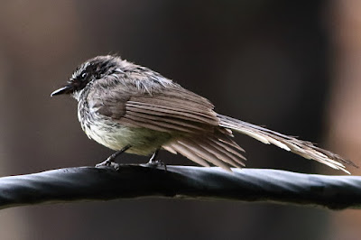 "Spot-breasted Fantail, sitting on electric cable."l