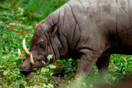 babirusa