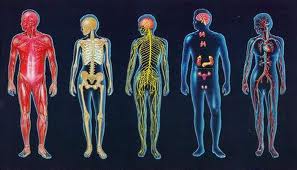Twelve Human Organ Systems and Functions