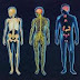 Twelve Human Organ Systems and Functions