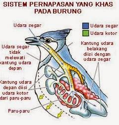 research PERBANDINGAN SISTEM RESPIRASI PADA HEWAN  VERTEBRATA