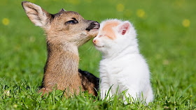 Funny animals of the week - 7 March 2014 (40 pics), baby deer and kitten friend