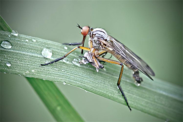 Fotos em macro de insetos molhados