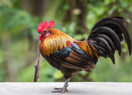 28+ Deskripsi Hewan Peliharaan Ayam Dalam Bahasa Inggris