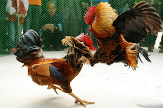 Judi Adu Ayam di Bojonegoro