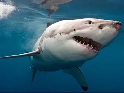 Indonesia Shark Attacks: Latest Updates and Insights