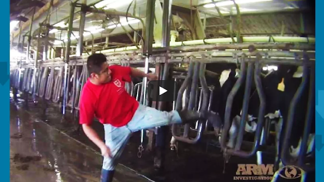 Milk producers brutally abusing cows
