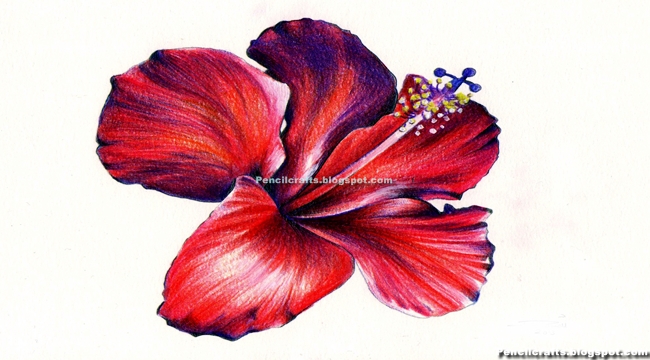 Step By Step Easy Colored Pencil Drawings Of Flowers