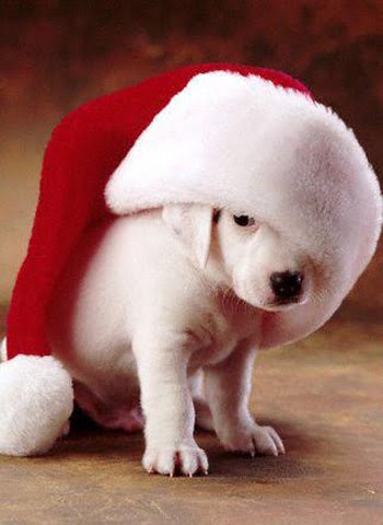 Nature wallpaper: Funny Animals Christmas Pictures and Funny Animals ...