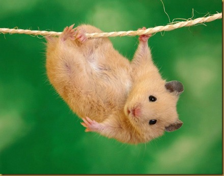 8651hamster