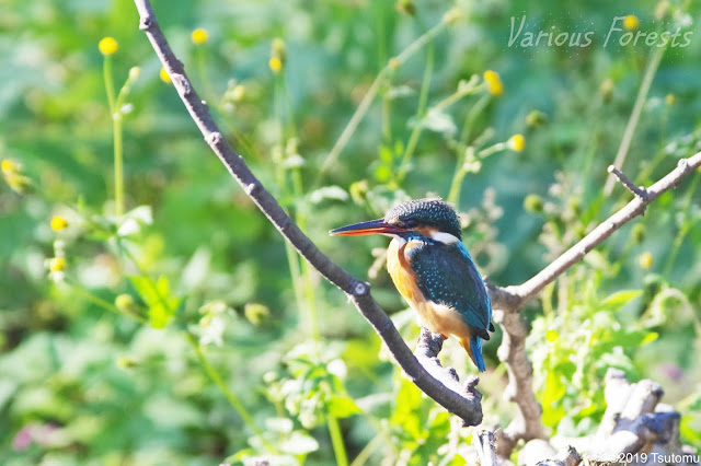 Kingfisher