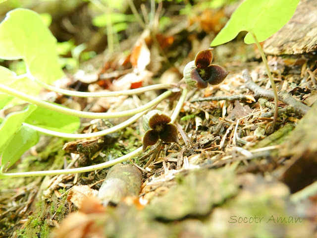 Asarum sieboldii