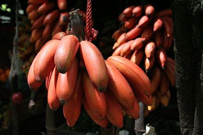 30 Manfaat Buah Pisang Untuk Kesehatan