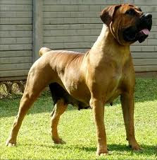 Boerboel gezondheid