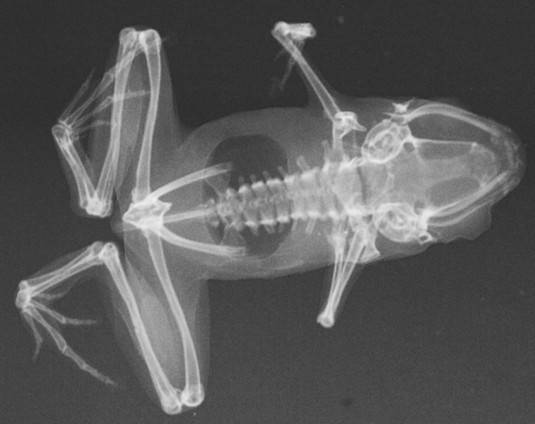 X-ray image showing the skeleton of Paedophryne amauensis