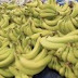 Bananeros anuncian jornada de recogida de plásticos