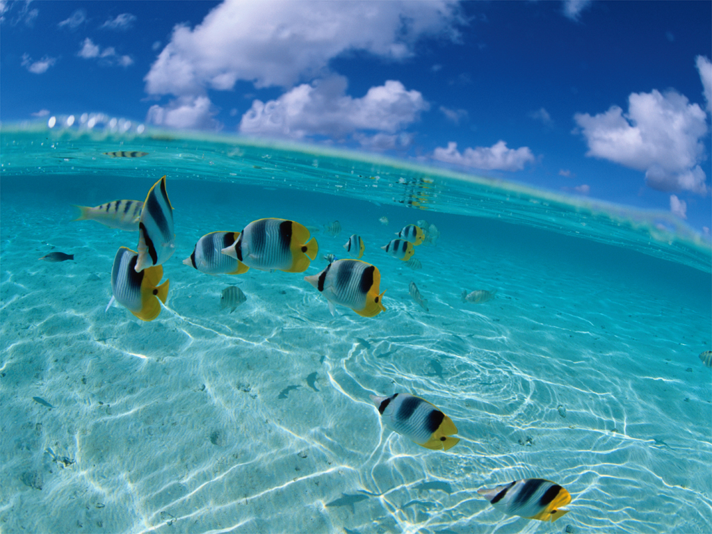 ... Tropical Fish Wallpapers,Tropical Fish Pictures,Tropical Fish Photos