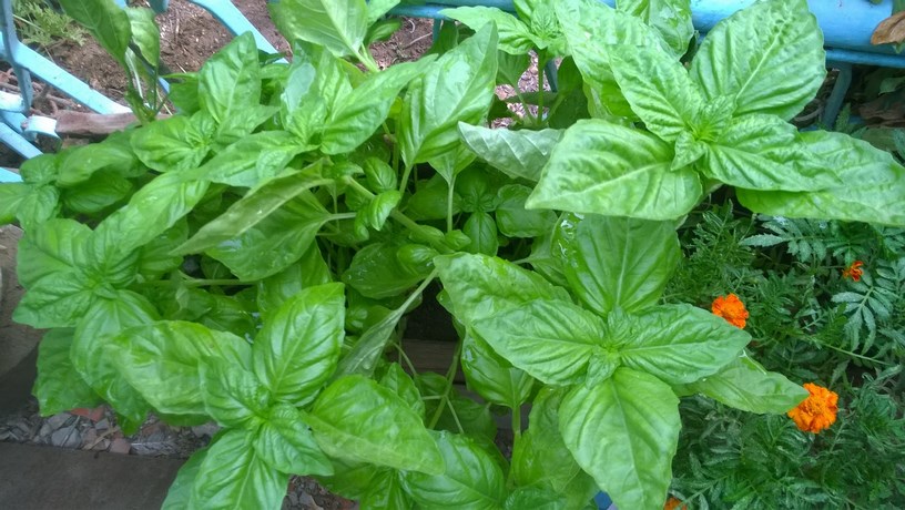 A leafy green herb, belonging to the mint family, with an intense flavor that is a staple in Mediterranean cooking. Basil can be dried and used during months