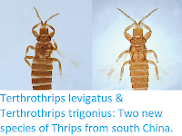 http://sciencythoughts.blogspot.co.uk/2017/10/terthrothrips-levigatus-terthrothrips.html