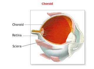 Choroid