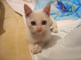 My Third White Lil’ Kitten: Part Three