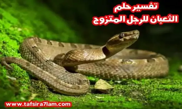 تفسير حلم الثعبان للرجل المتزوج