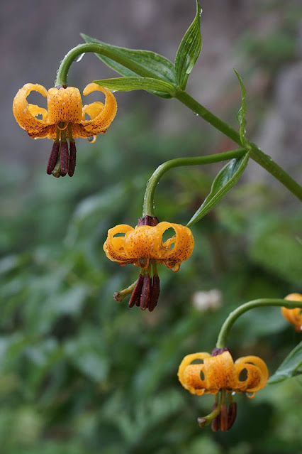 Лилия понтийская разновидность артвинская (Lilium ponticum var. artvinense)