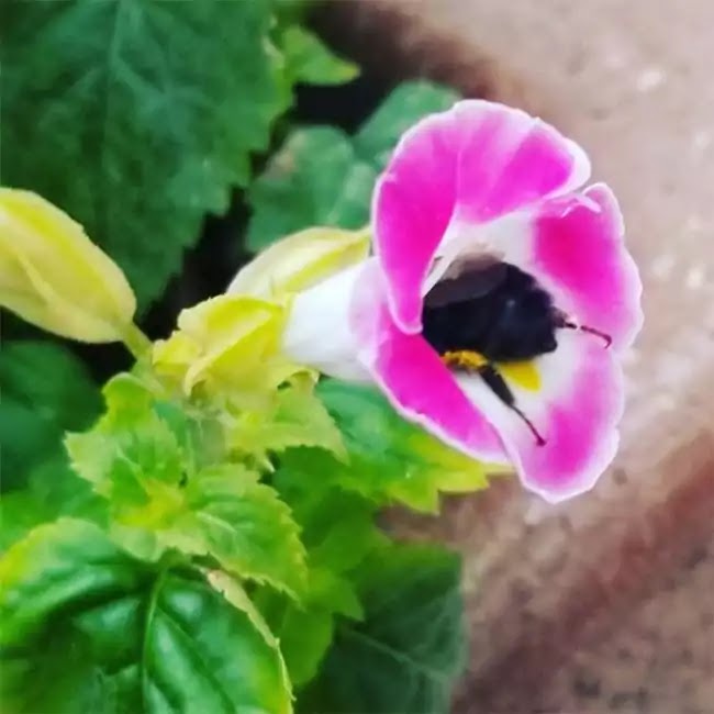 Cute Pictures Of Bumblebees That Fell Asleep Inside Flowers