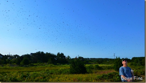 morn walk and swallows_019