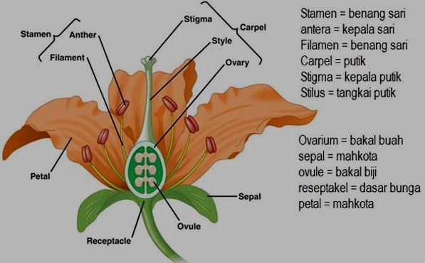 Soal Biologi Fungsi Jaringan Tumbuhan dan Pembahasan 