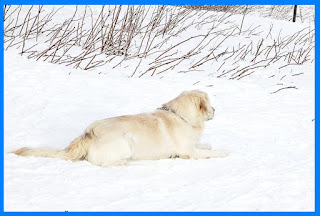 snow-dog-labrador-retriever