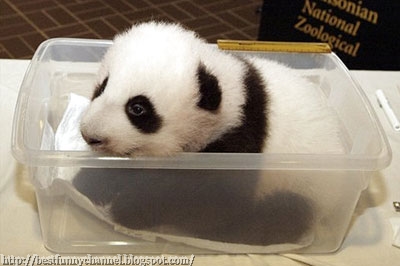 Small panda.